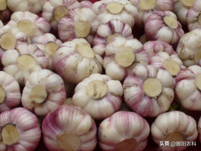 大蒜鳞茎膨大期早衰怎么办,大蒜生长后期有什么病