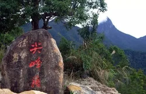 奇楠是否名贵,世界顶级奇楠值多少钱