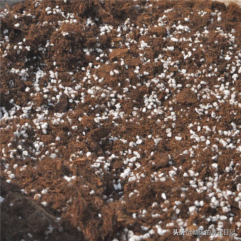 种百合怎么让它多长花苞,教你种百合