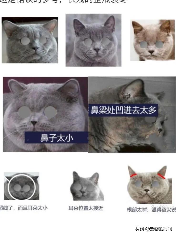 如何判定是不是英短,如何辨别英短是不是纯种