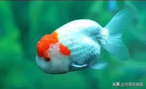 祝大家新年快乐年年有锦鲤,祝大家新年大吉年年有鱼