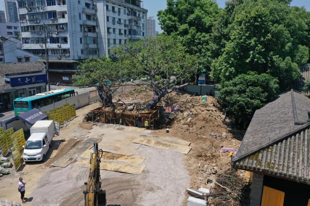 温州望江路上那棵125岁大榕树今天“搬家”！只因…
