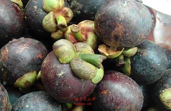 挑选山竹的小窍门简单有效,水果店不会告诉你挑山竹小窍门