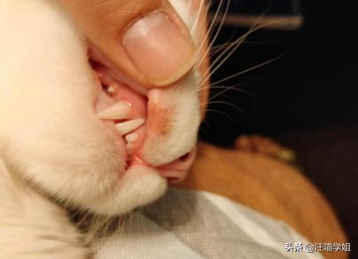 猫咪嘴巴红肿惹人怜，这到底是怎么回事？弄清三大原因才容易解决
