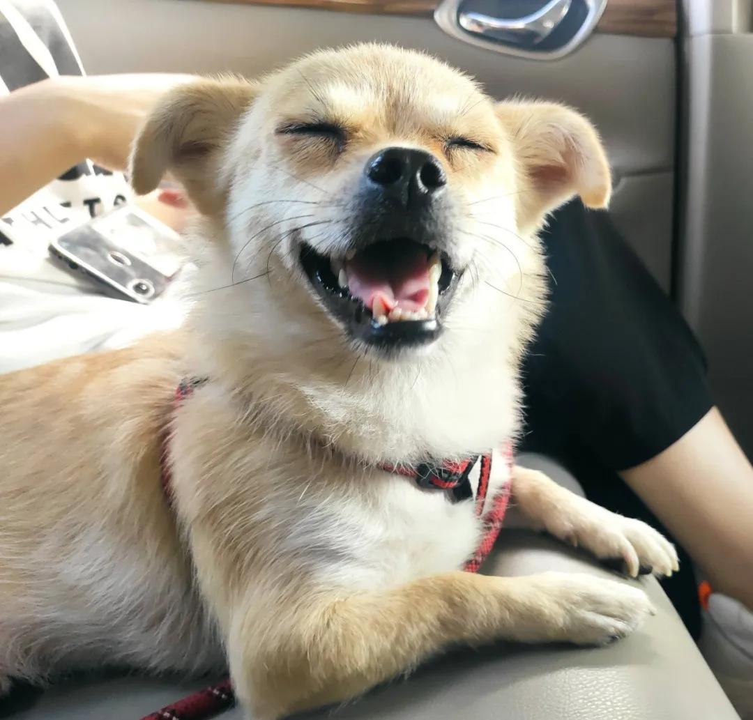 养猫人哭了 (朝九晚五适合养猫吗)