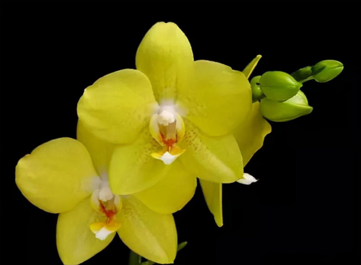 看芦头辨兰花种类,野生兰花种类图片