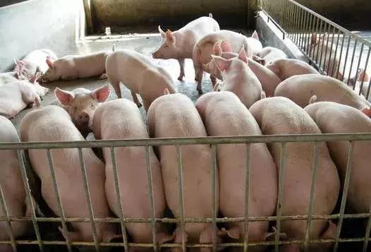 规模化猪场寄生虫病的检测和防治,牛羊常见寄生虫的辨别及治疗方案