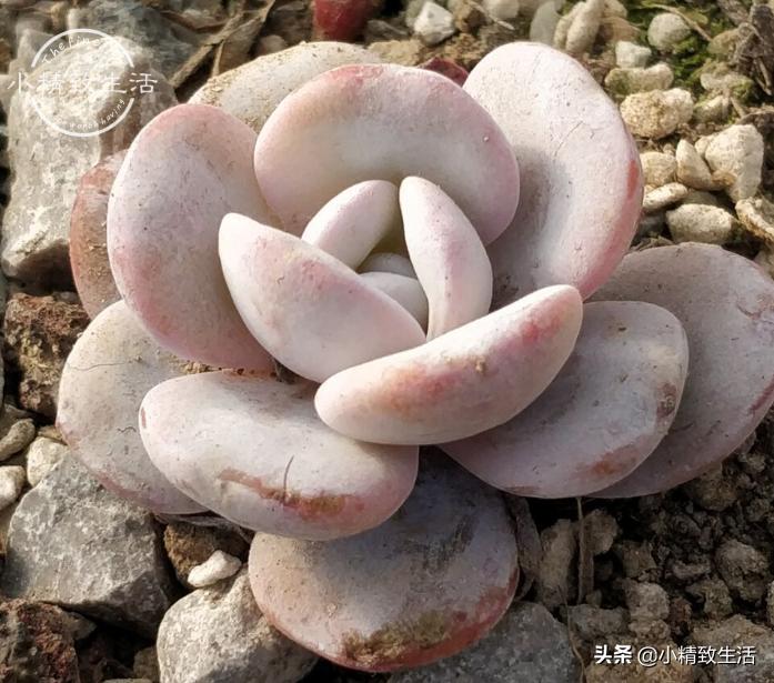 出去旅游怎么给植物浇水,外出旅游家里盆栽植物怎么管理