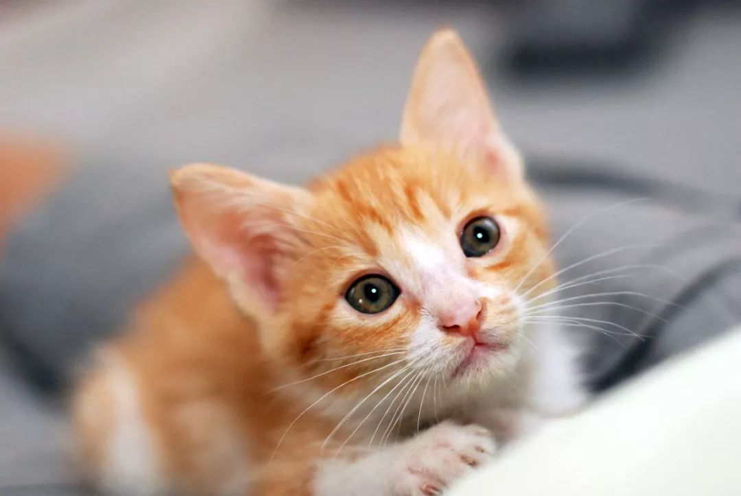 猫咪疫苗教程视频,猫咪打疫苗的好处