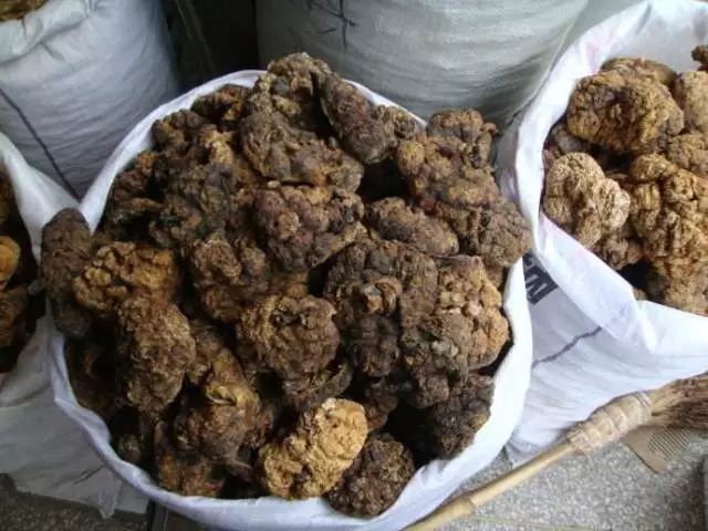 女星用自己胎盘当补药，揭秘人体胎盘｜Youth予小希观察