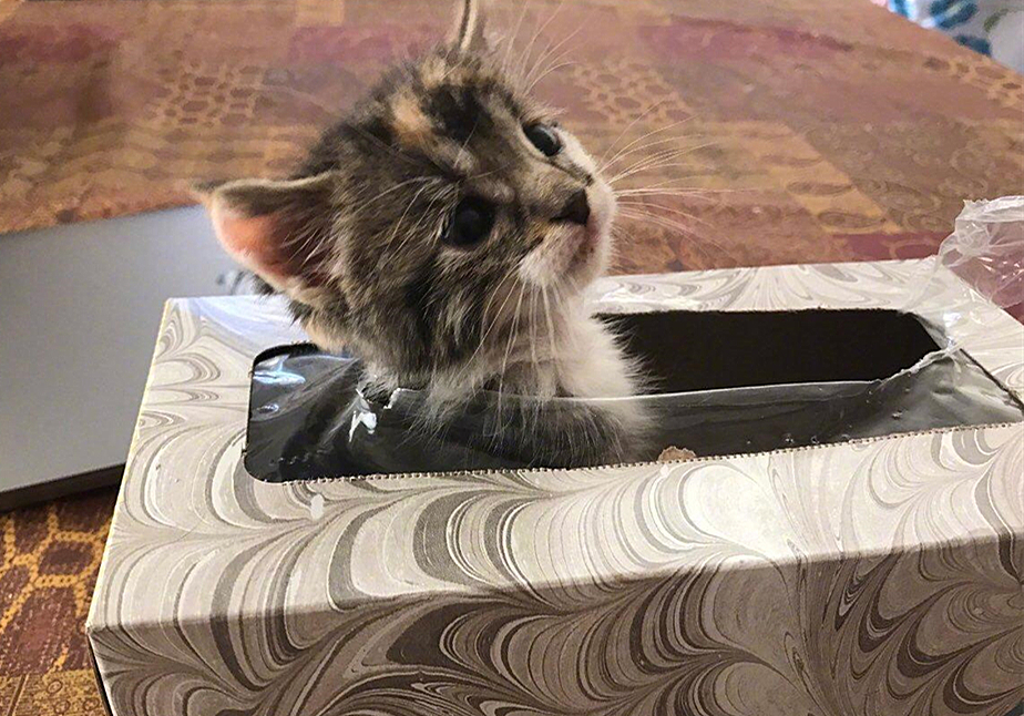 猫咪绝育之后为啥还会乱尿,猫咪绝育之后会不自信吗