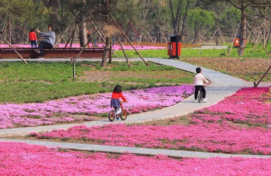 去看万紫千红的花海,五一近郊赏花去看缤纷七彩花田