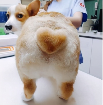 狗狗吃醋推开小主人,狗狗见主人抱猫咪吃醋