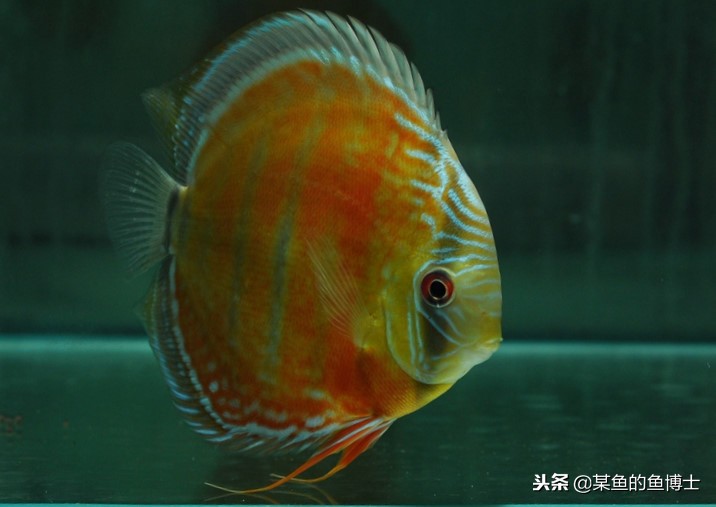 新手选择鱼缸注意事项图片,鱼缸养锦鲤怎么选择鱼