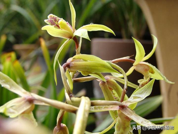 国兰第一红兰花养殖方法,中国兰花栽培与鉴赏国兰之美