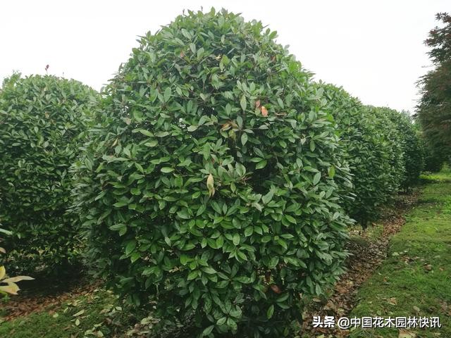 成都园林绿化苗木价格信息,温江园林绿化苗木报价