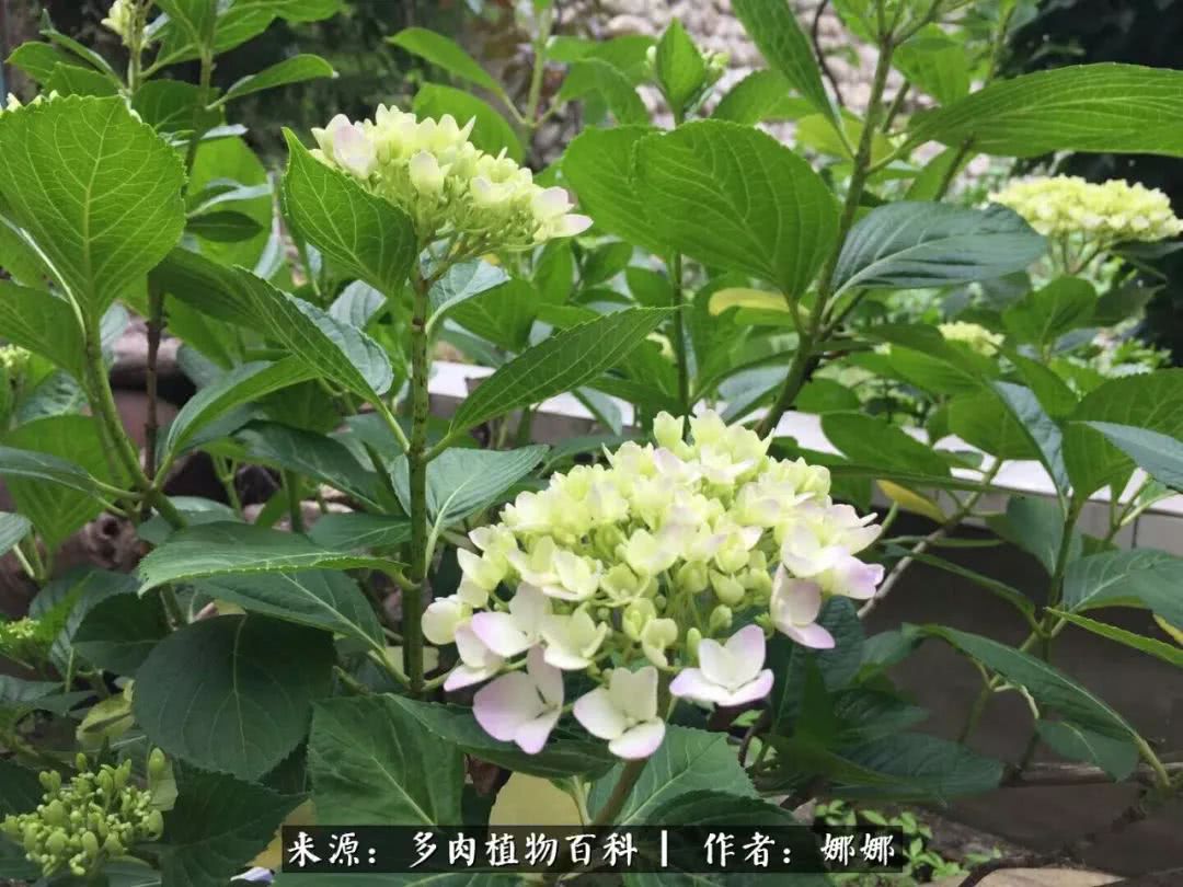 篱笆花开情常在，守你一生不变！