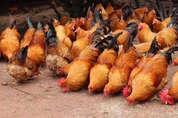 养殖鸡肠炎怎么治,养鸡怎么预防鸡肠道病