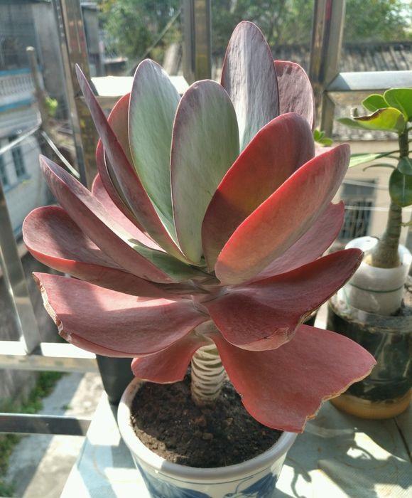 多肉唐印怎么养好看,多肉唐印的养殖方法和注意事项