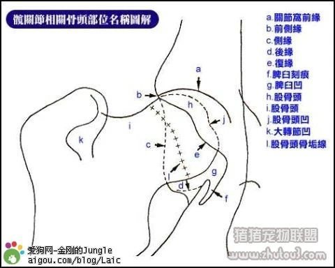 藏獒营养不良什么表现,藏獒趴蹄最佳治疗方法