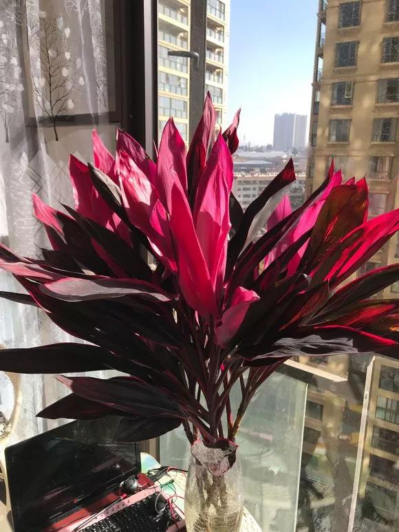 紫竹养几支风水好,紫竹盆栽好养活吗