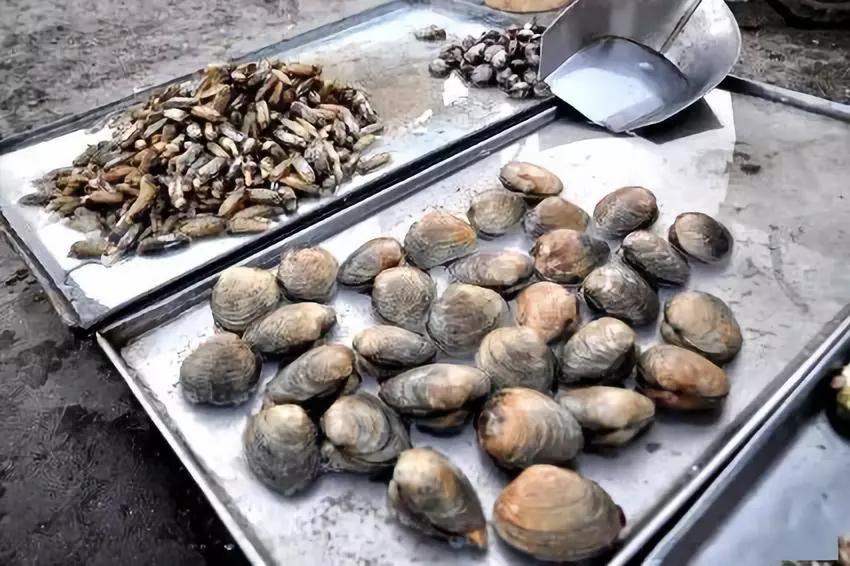 烟台海鲜天鹅蛋,丹东天鹅蛋海鲜