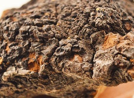 褐孔菌怎么吃的好?