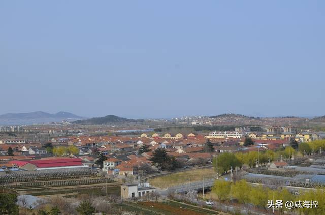 崂山茶哪个牌子最正宗,崂山茶的特点及鉴别方法