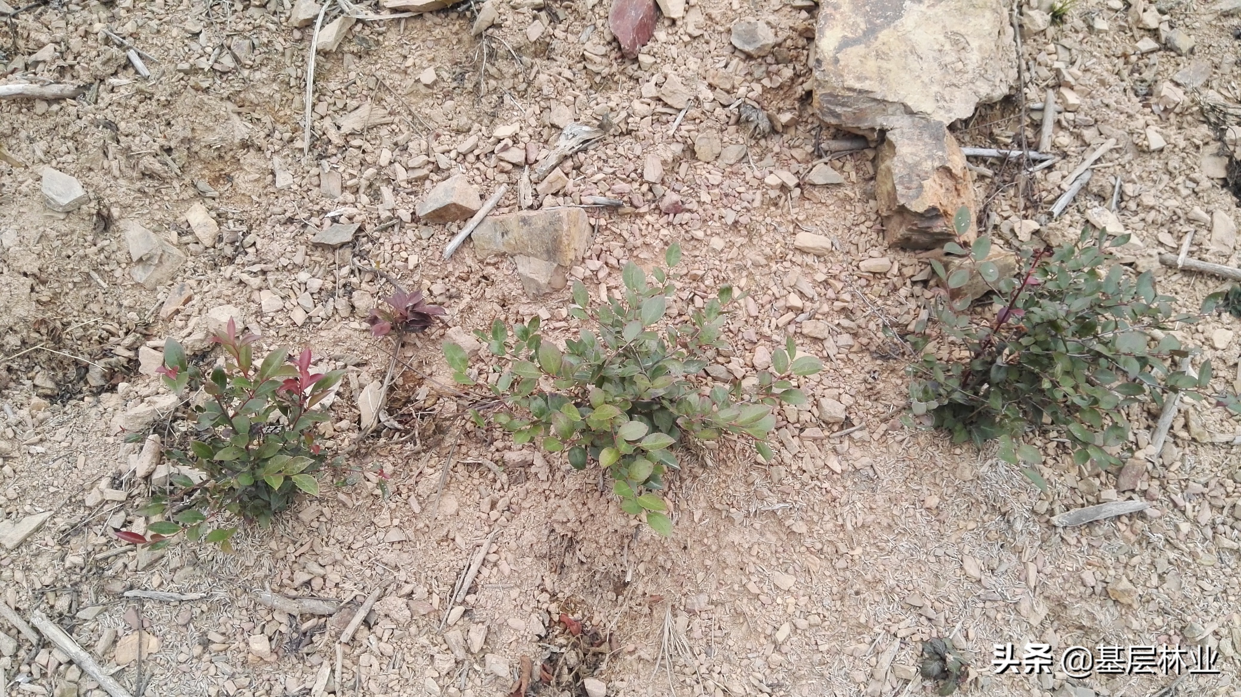 野生乌饭怎么盆栽种植的,野生乌饭都有什么品种
