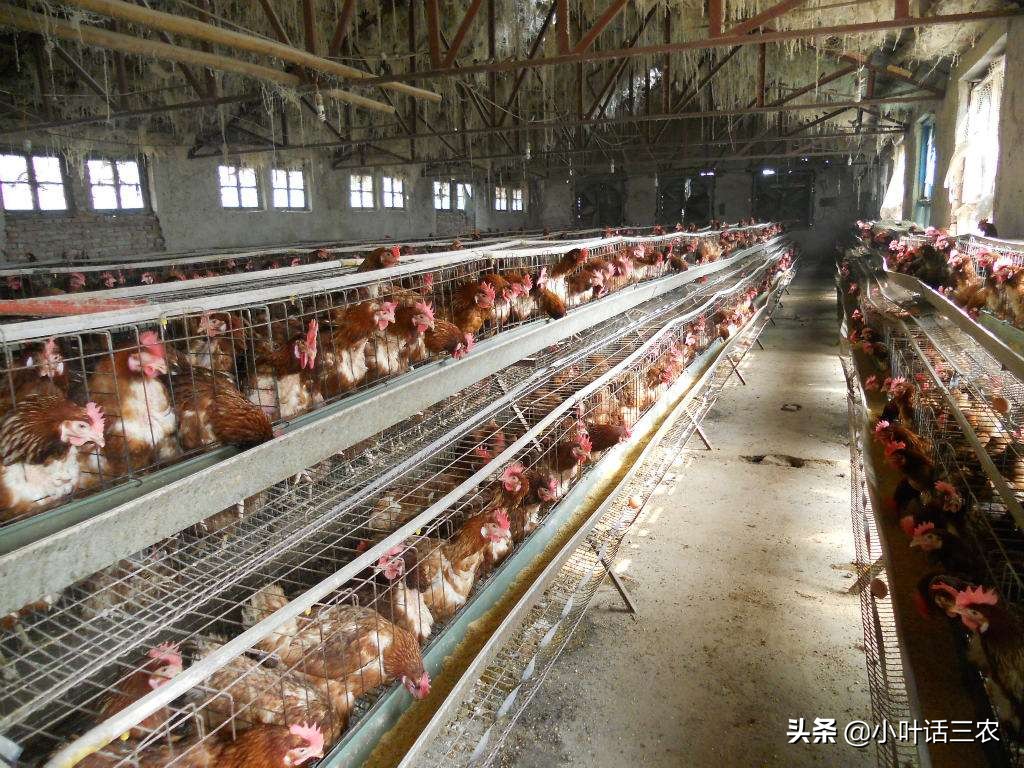 种植类扶贫项目有哪些,新型扶贫项目大全