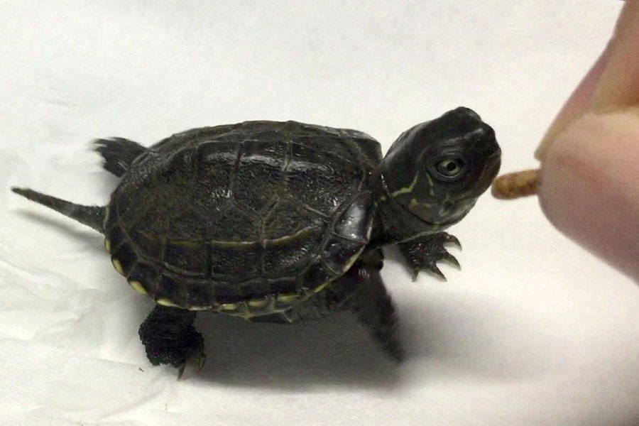 什么龟互动性强又好养,怎么和龟龟培养好感情