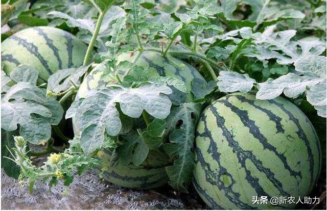 怎么防治西瓜爆裂,西瓜畸形用什么药补救