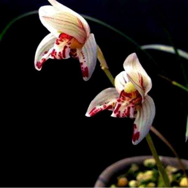 中国兰花之乡有哪些?为何云南独占7个?