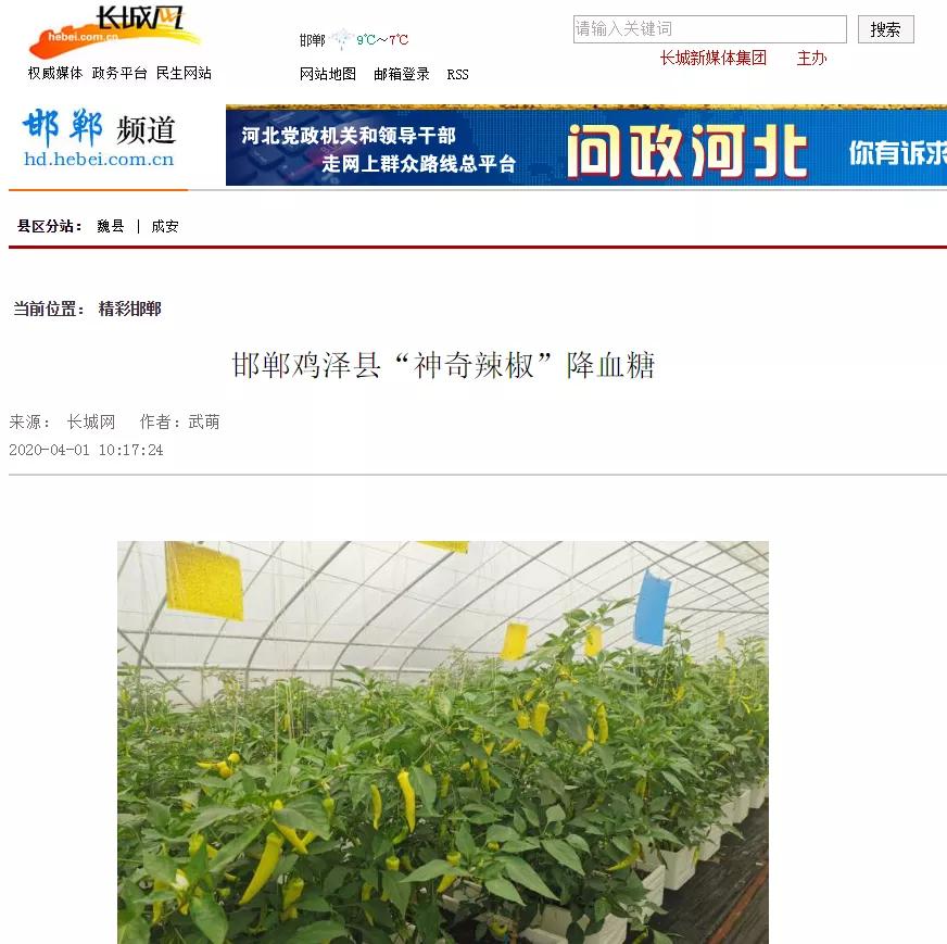 【高端媒体看邯郸】学习强国、河北新闻网、长城网报道鸡泽县辣椒产业