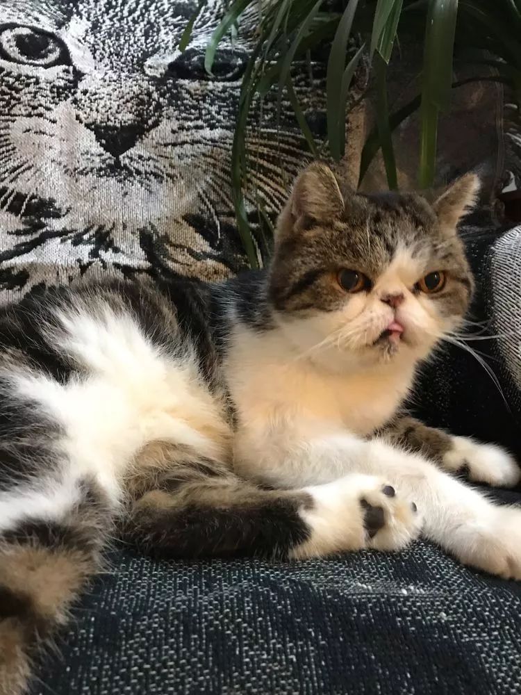 多肉名字怎么记,多肉的品种图片及名字寓意