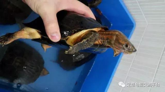 半水龟缸细致讲解,半水龟造景生态缸入门