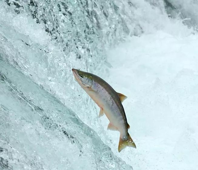 【992|动听河北】你是否见过鱼儿逆流而上？这里的“渔文化”妙趣横生