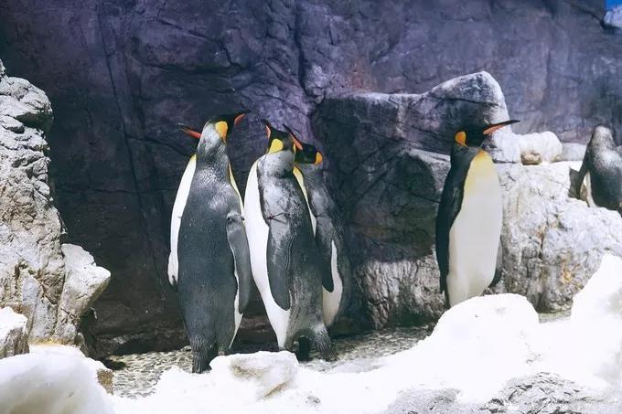 不一样的大阪三日游，瑠璃一束光，值得一来再来