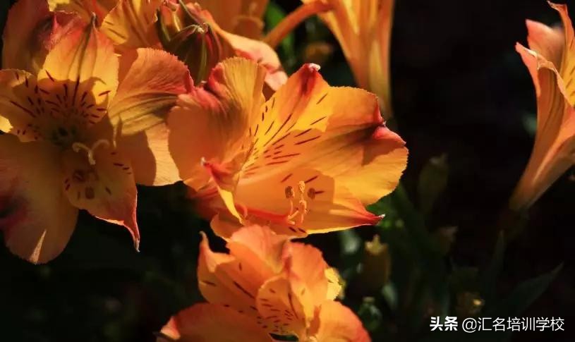 花艺十六种手法,流行花艺简单教学