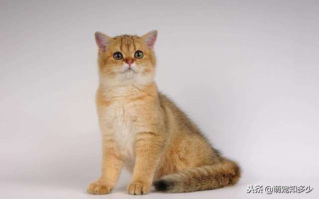 英短虎斑猫和银渐层的区别,英短蓝猫跟银渐层生出了虎斑猫