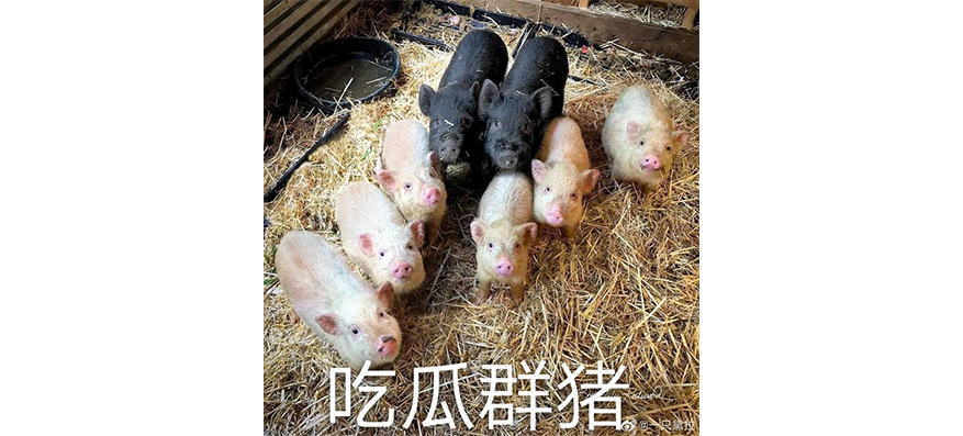 滴滴“自杀式”创业“花小猪”?跟几位司机聊天后我知道这些内幕