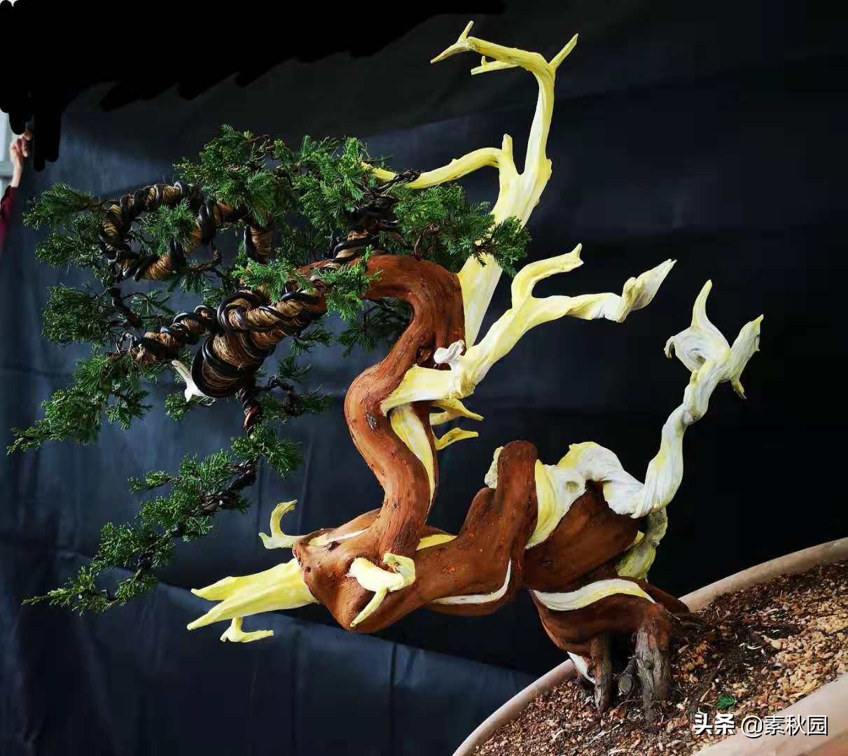 怎样从一棵小苗培养成提根盆景—台湾真柏