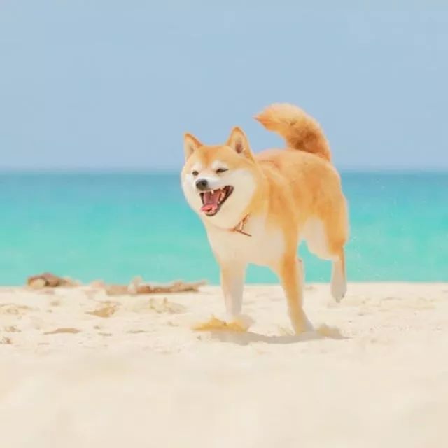 比人还会拍照的狗,简直萌炸朋友圈了