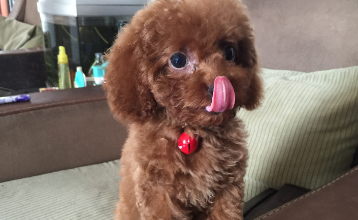 铲屎官都有过不想养狗吗,铲屎官没空喂猫怎么办