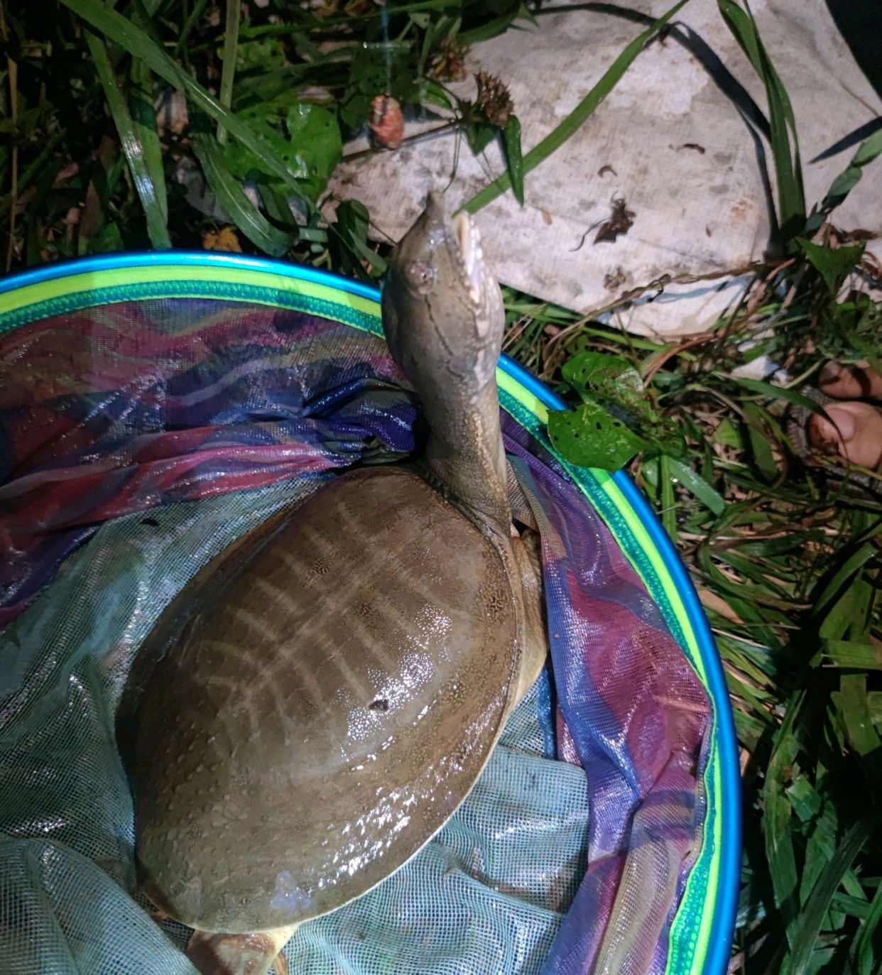 閲庨挀閲庣敓鐢查奔鏂规硶,閲庨挀鐢查奔楂樻晥绉樻柟