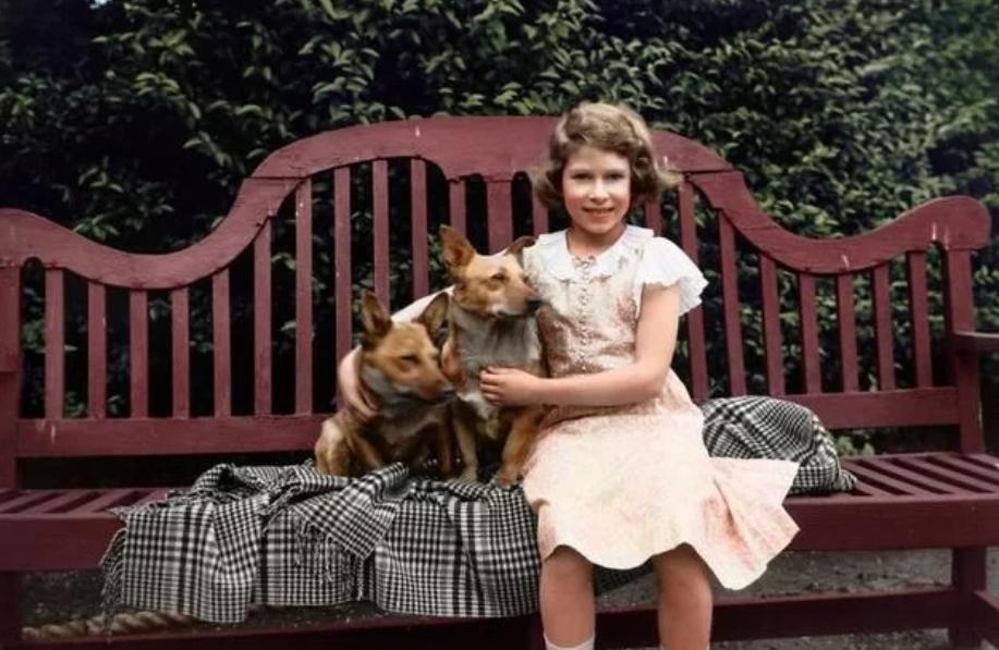 陪伴13年的狗狗离世爱犬流下眼泪,陪伴自己17年的爱犬即将离世