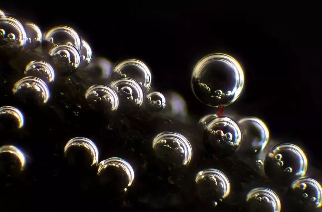 四年级我的奇思妙想习作,四年级小学奇思妙想习作