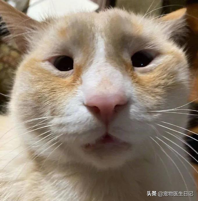 盘点那些呆萌又可爱的猫咪,盘点那些很可爱又呆萌的猫咪