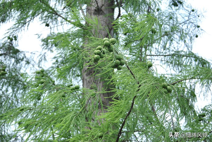 珠海竹洲水松林,意外发现的珠中江“SB”界碑,究竟作何解释?