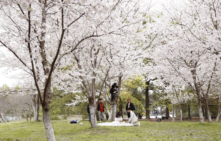 上海顾村公园樱花时间,2022上海顾村公园樱花开了吗